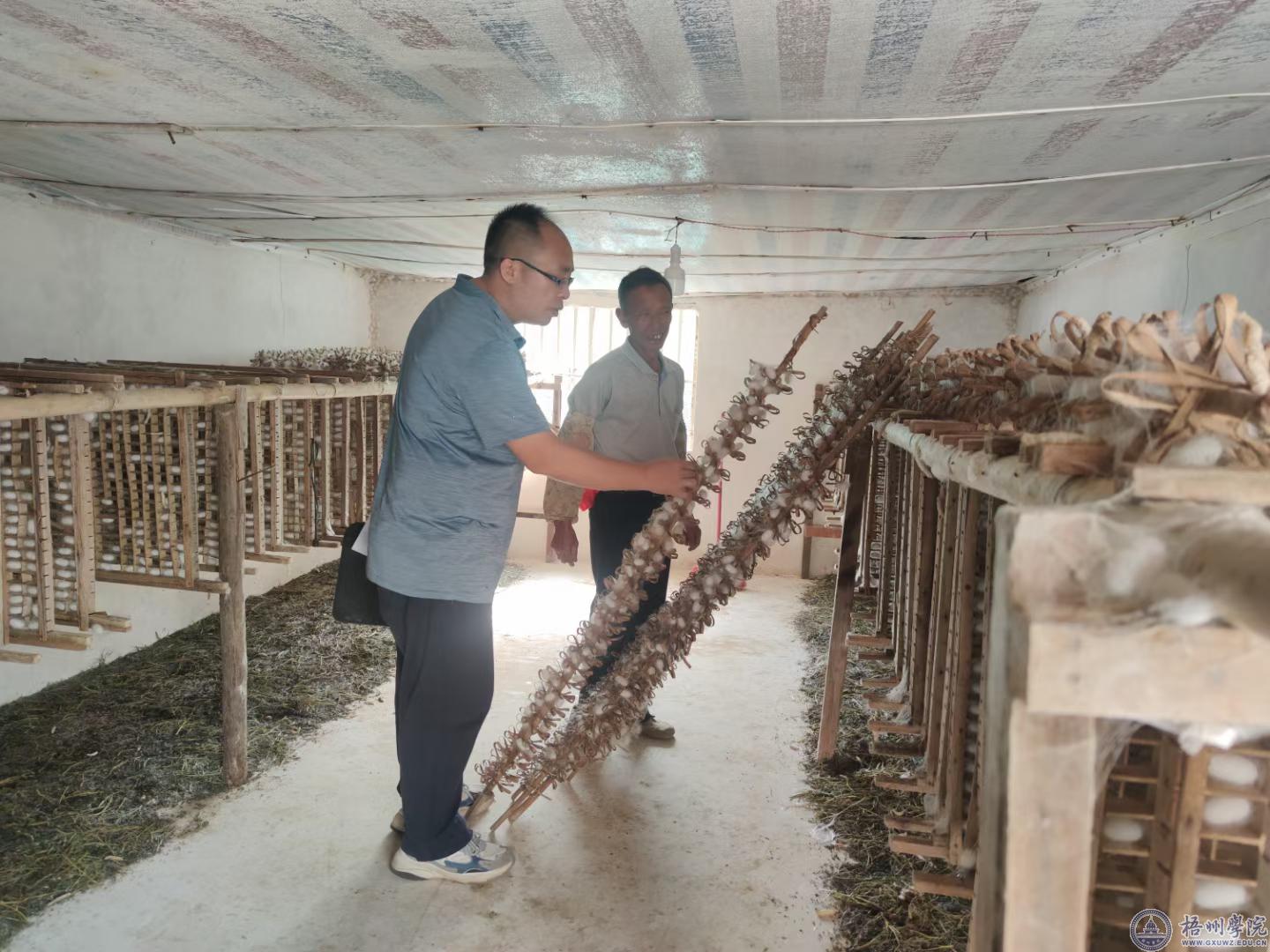 用坚定的脚步丈量罗应致富的路——记蒙山县陈塘镇罗应村驻村第一书记班华意