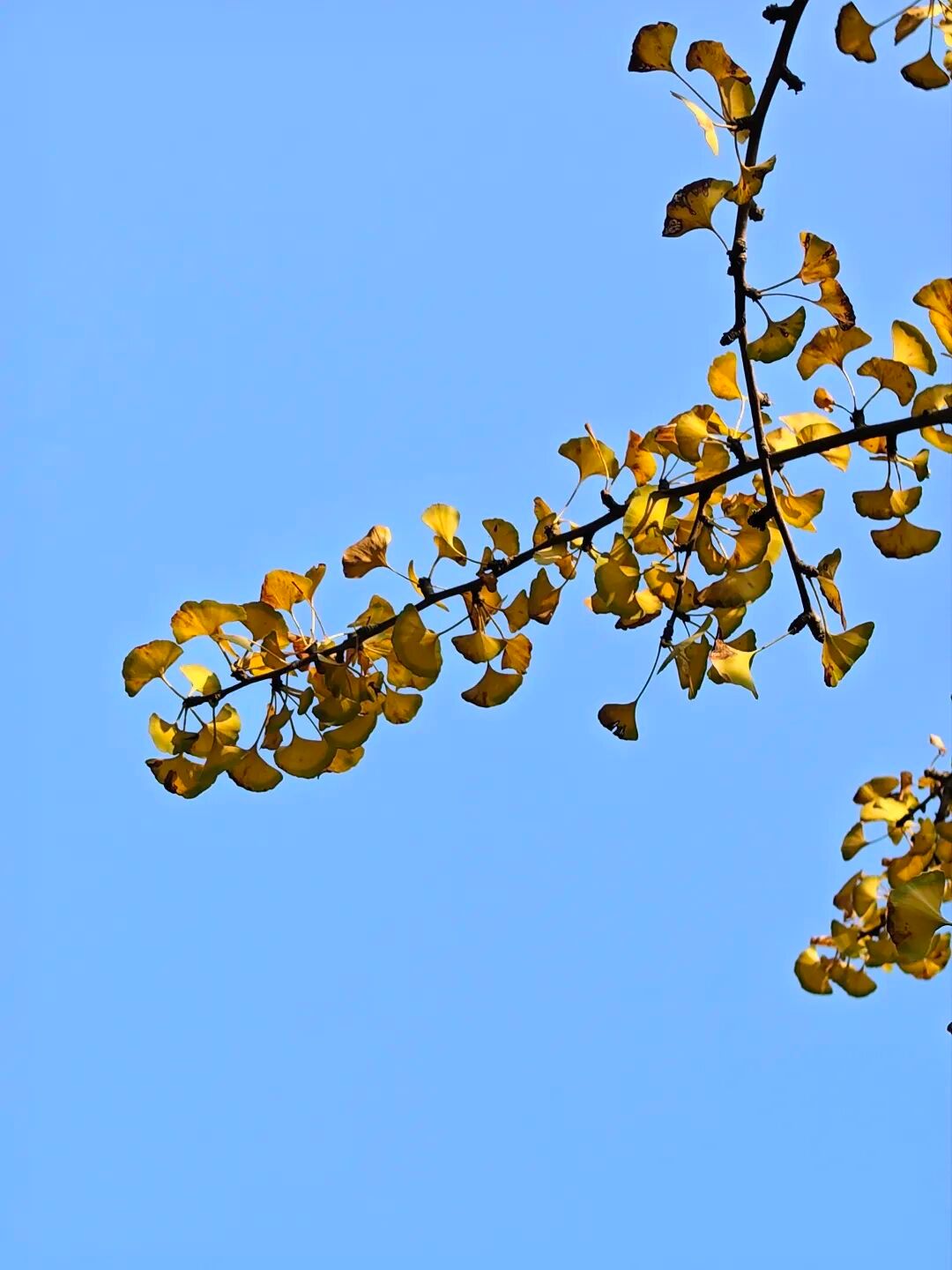 和梧院一起比个“叶”